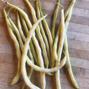 5 x Haricot Grimpant Jaune Monte Gusto