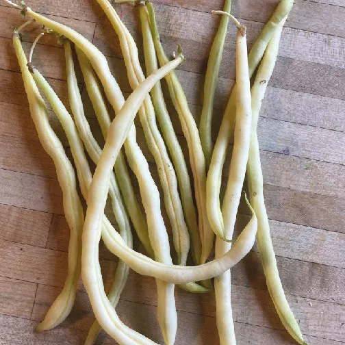 5 x Haricot Grimpant Jaune Monte Gusto