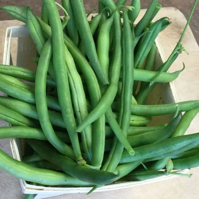 5 x Haricot Nain Vert Maxibel