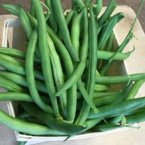 5 x Haricot Nain Vert Maxibel