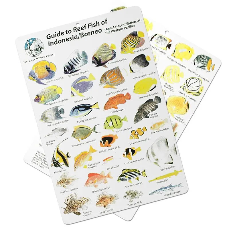 Fish ID Slate for Indonesia and Borneo