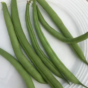 Haricot Nain Vert Provider - semences bio