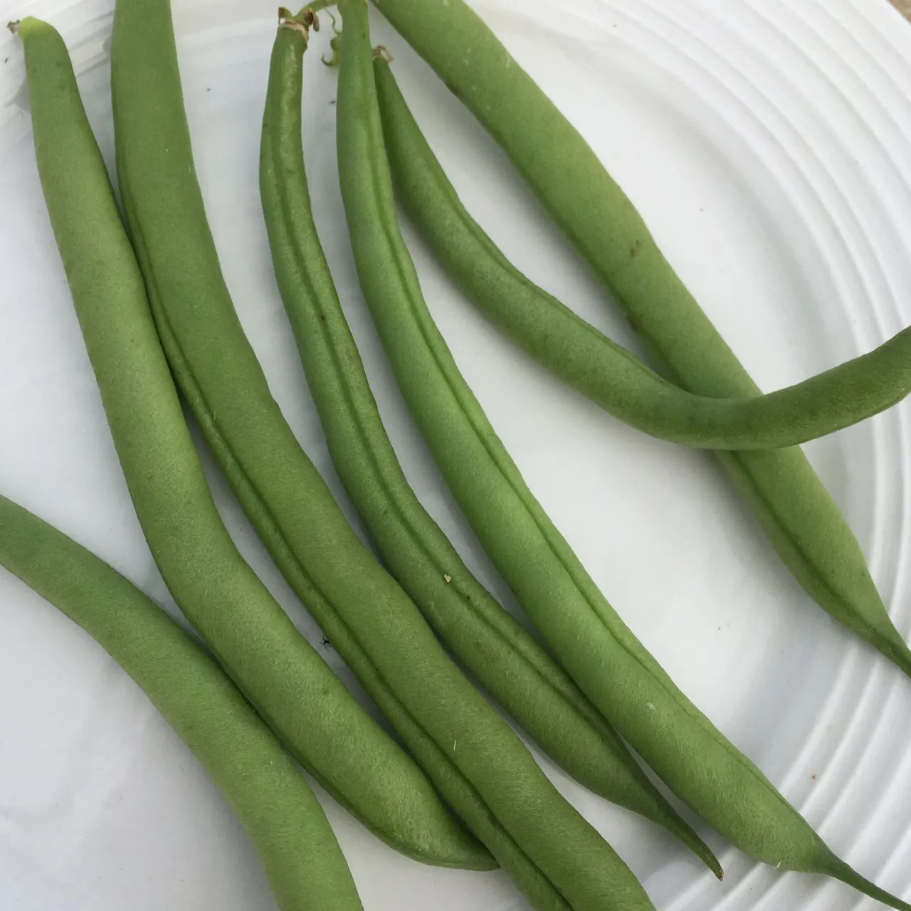 Haricot Nain Vert Provider - semences bio